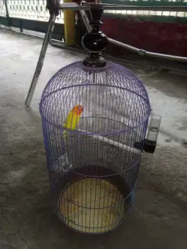 Dijual burung lovebirds betina, ngekek, sehat plus kandang