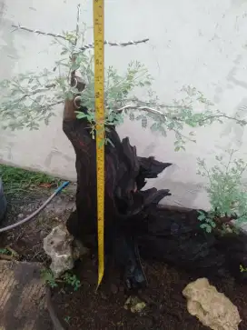 Bonsai Arabika / Klampis Ireng Berkarakter