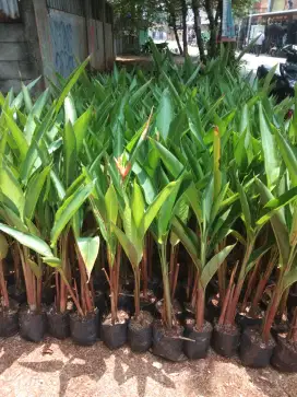 Tanaman hias pisang2an/Heliconia