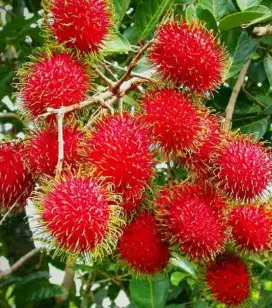 Bibit rambutan rapiah rambutan binjai lokasi bandar Lampung