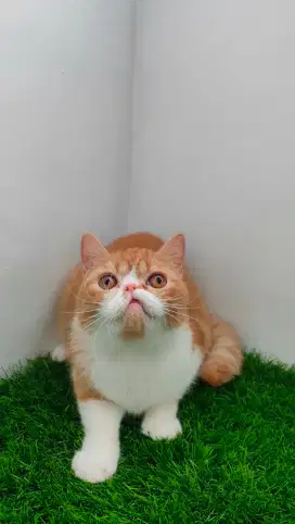 Grooming panggilan