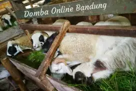 Domba Pasundan Bandung