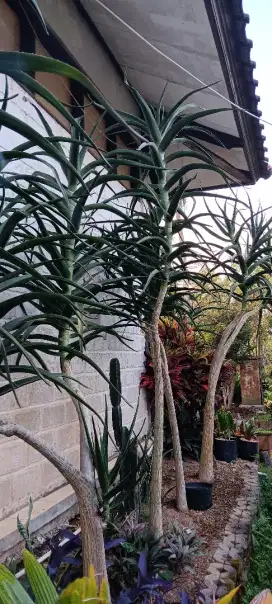 Tanaman Lidah Buaya Afrika - tinggi 2 mtr