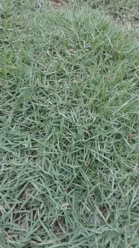 Tukang Rumput peking dan gajah mini.rumput taman