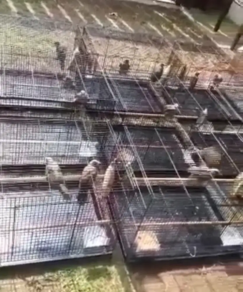 Terlaris Burung Cucak Rowo  Bisa Kirim Keseluruh Indonesia