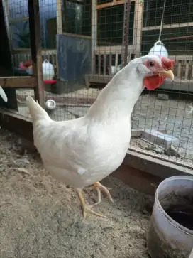 Telur Ayam White Leghorn WL Ori Pureline Trah Impor Insya Allah Fertil