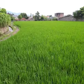 Tanah SHM Rancabali Cianjur