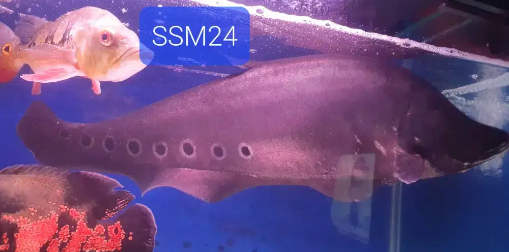 Terlaris Ikan Hias Jumbo 58-60cm Tankmate Arowana,Dll Bisa Kirim RI