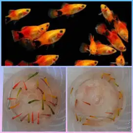 Guppy platy molly  danio udang hias dll