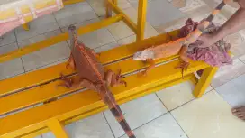 IGUANA SUPER RED