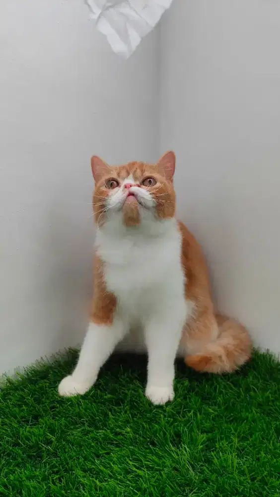 Grooming panggilan