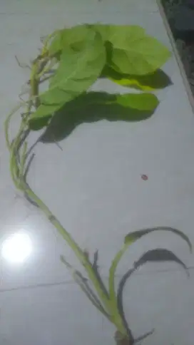 Tanaman hias filodendron philodendron pilodendron lime lemon