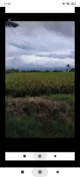 Jual sawah 10 hektar perbatasan sidrap wajo