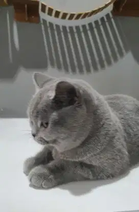 Kucing British Shorthair Pedigree ICA FIFe