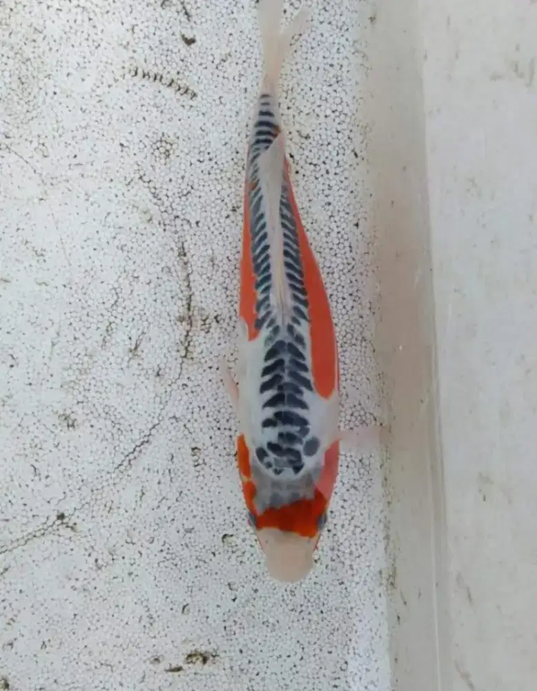 Ikan hias koi shisuwi ukuran 30cm
