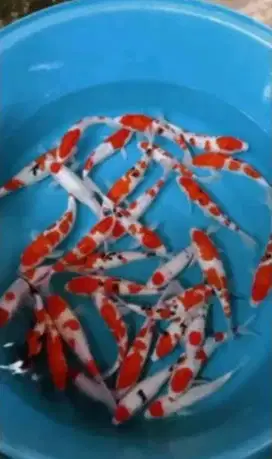 Jual ikan koi hias