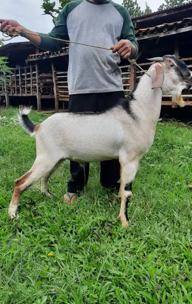 Jual Kambing Premium / Kambing Super / Kambing PE / Kambing Murah