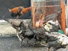Kandang murah bagus