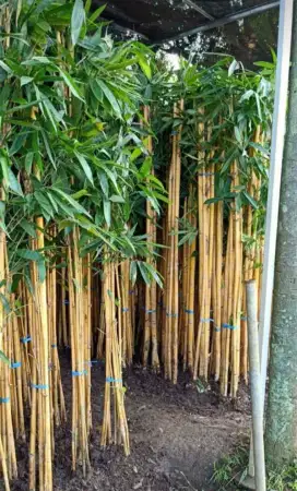 Pohon bambu kuning panda