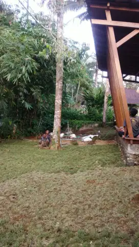 Jual rumput,jual rumput+pasang,rumput Jepang,rumput mutiara,rumput