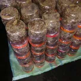 Indukan bibit kroto ternak rumahan