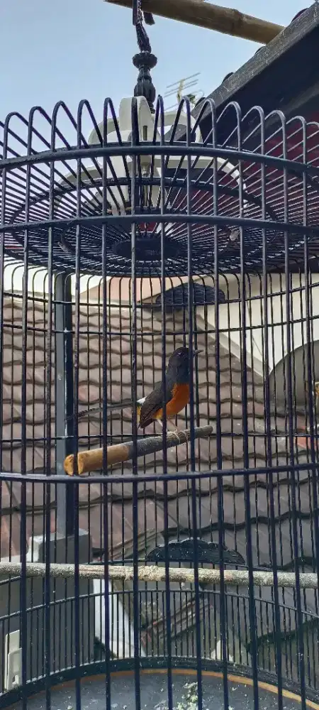 Jual Burung Murai Batu Muda