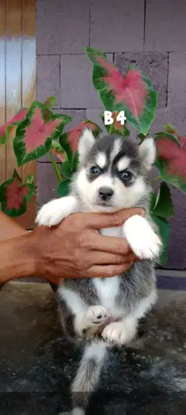 Siberian Husky Jantan Betina Cakep Murah