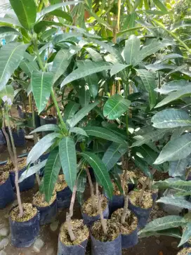 Bibit mangga kiojay