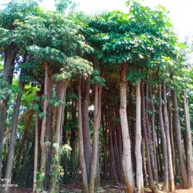 Jual pohon pule/pohon pelindung berbagai ukuran