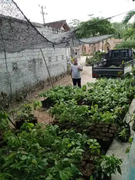 Jual bibit alpukat alpokat skala besar partai besar Lampung siap antar