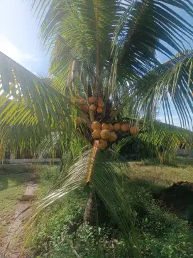 Jual pohon kelapa hebrida