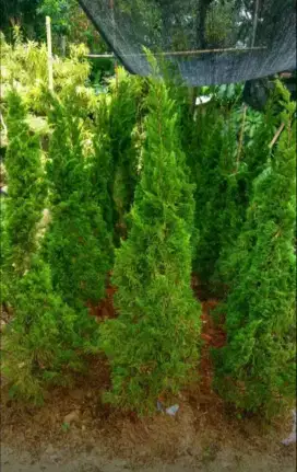 jual pohon cemara,cemara lilin murah