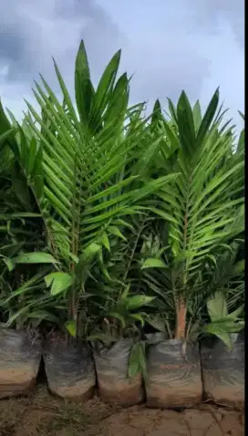 Bibit Sawit dxp Simalungun
