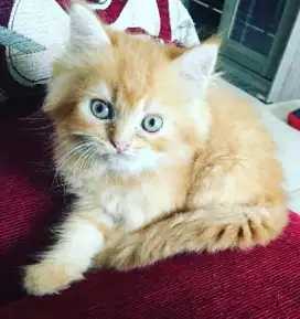 Kitten persia flatnose