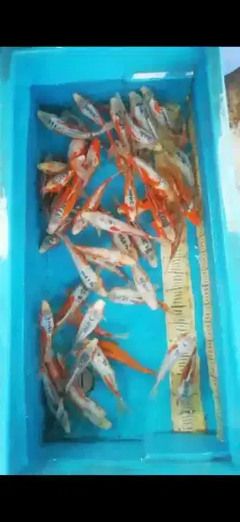 Ikan koi Sushui size 25-30BU
