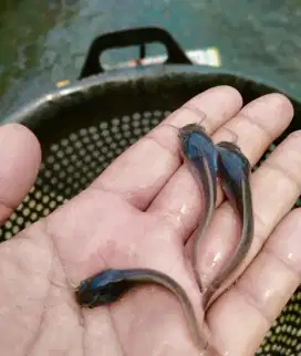Bibit lele mutiara bergaransi