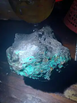 Bacan anomali,(doko majiko) dimahar Gan