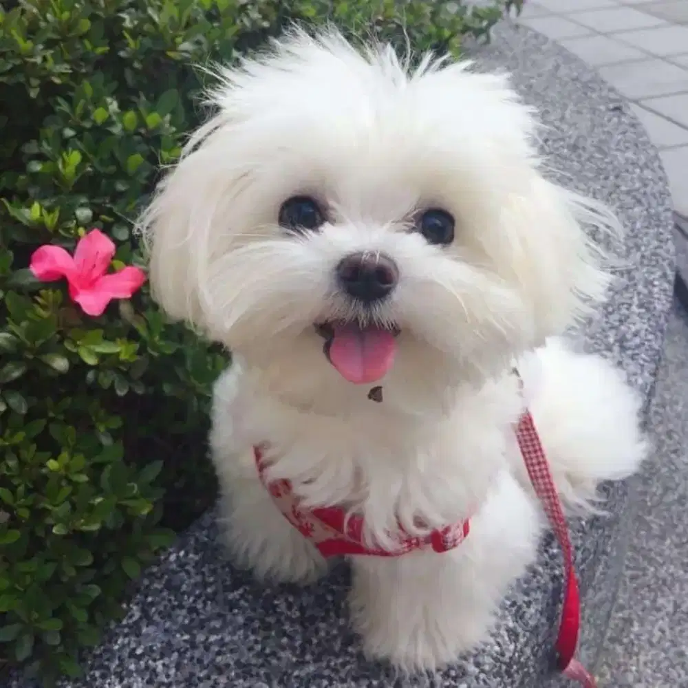 Anak anjing Maltese Poodle Bichon ShihTzu Murah