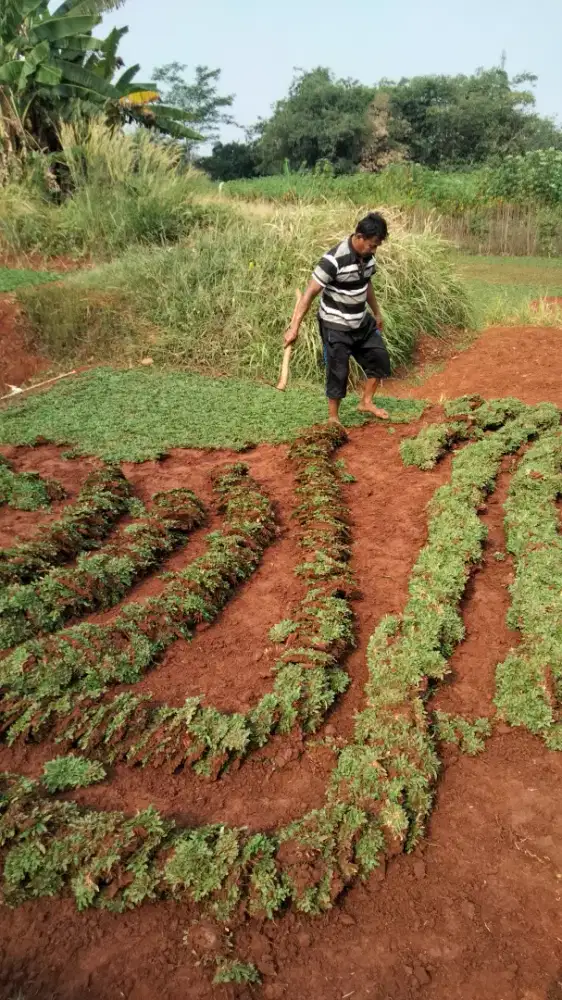 Jual rumput gajah mini