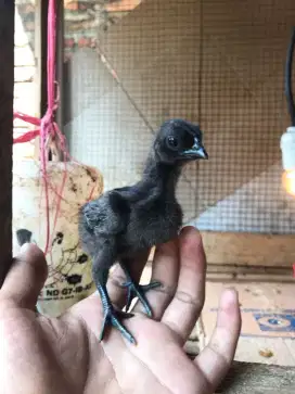 Anak cemani piyik 2 minggu