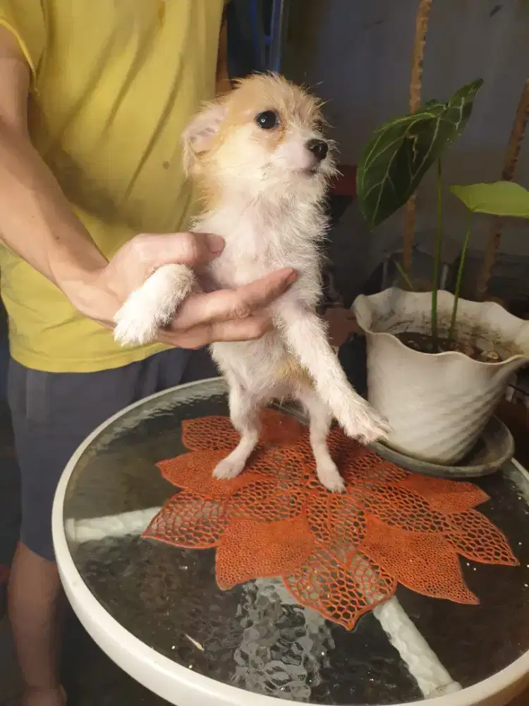 Dog mini dijual muah