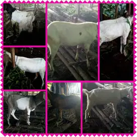 Jual Kambing Paket Aqiqah AMR Semarang