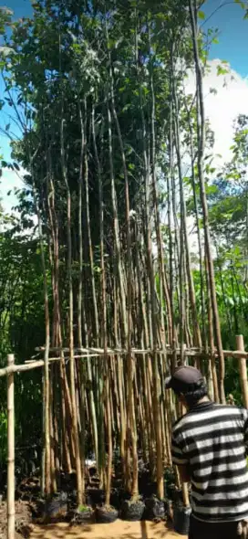 Jual Pohon Rainbow Eucalyptus  Atau Pohon Pelangi ( Eucalyptus )