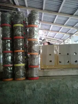 Supplier bibit kroto unggulan