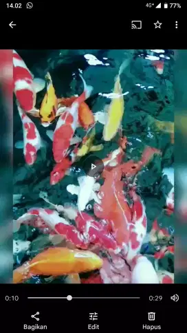 koi Jual ikan koi pngen di brongin semuanya lokasi mhtoha shat sehat