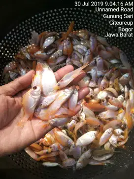 Jual Bibit Ikan Nila Merah Bogor