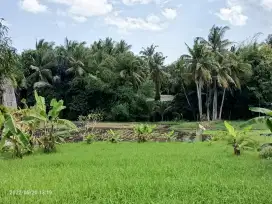 Tanah di Kedungu view sawah 15 menit dari Canggu Bali