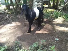 Kambing Kendit jantan