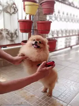 Termurah jasa grooming anjing kucing panggilan cukur bulu mandi rumah