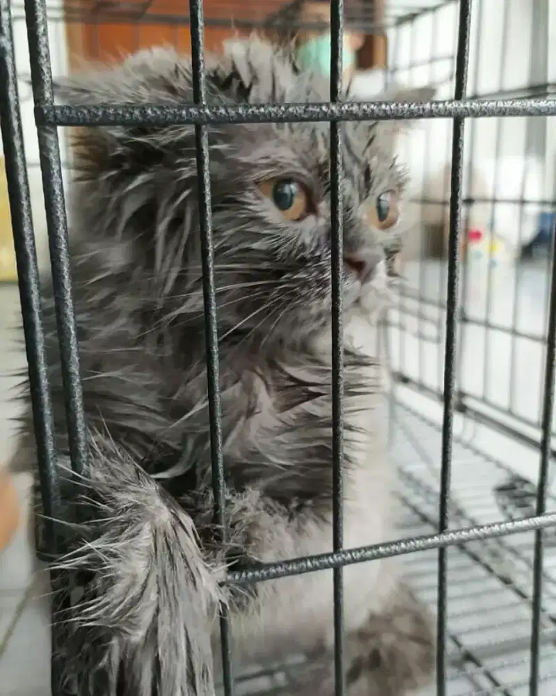 Grooming kucing panggilan